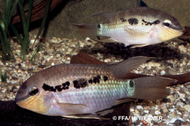 Krobia itanii couple - 